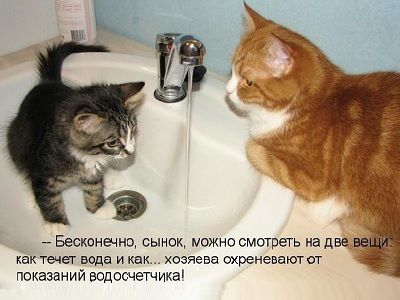 Водоснабжение и ЖКХ. Фото: dlyakota.ru