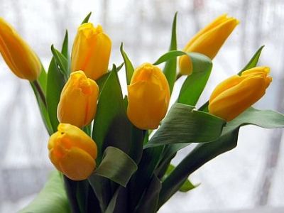 Желтые тюльпаны. Фото: beautywomen.ru
